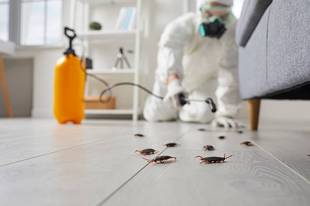 Commercial Rodent Management in Trinity
